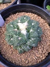 Ariocarpus cepeda