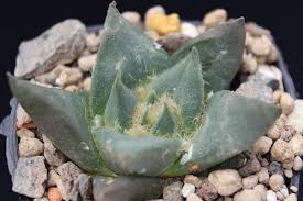 Ariocarpus lampacitos