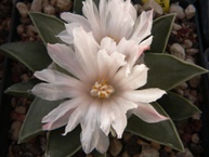 Ariocarpus furfuraceus