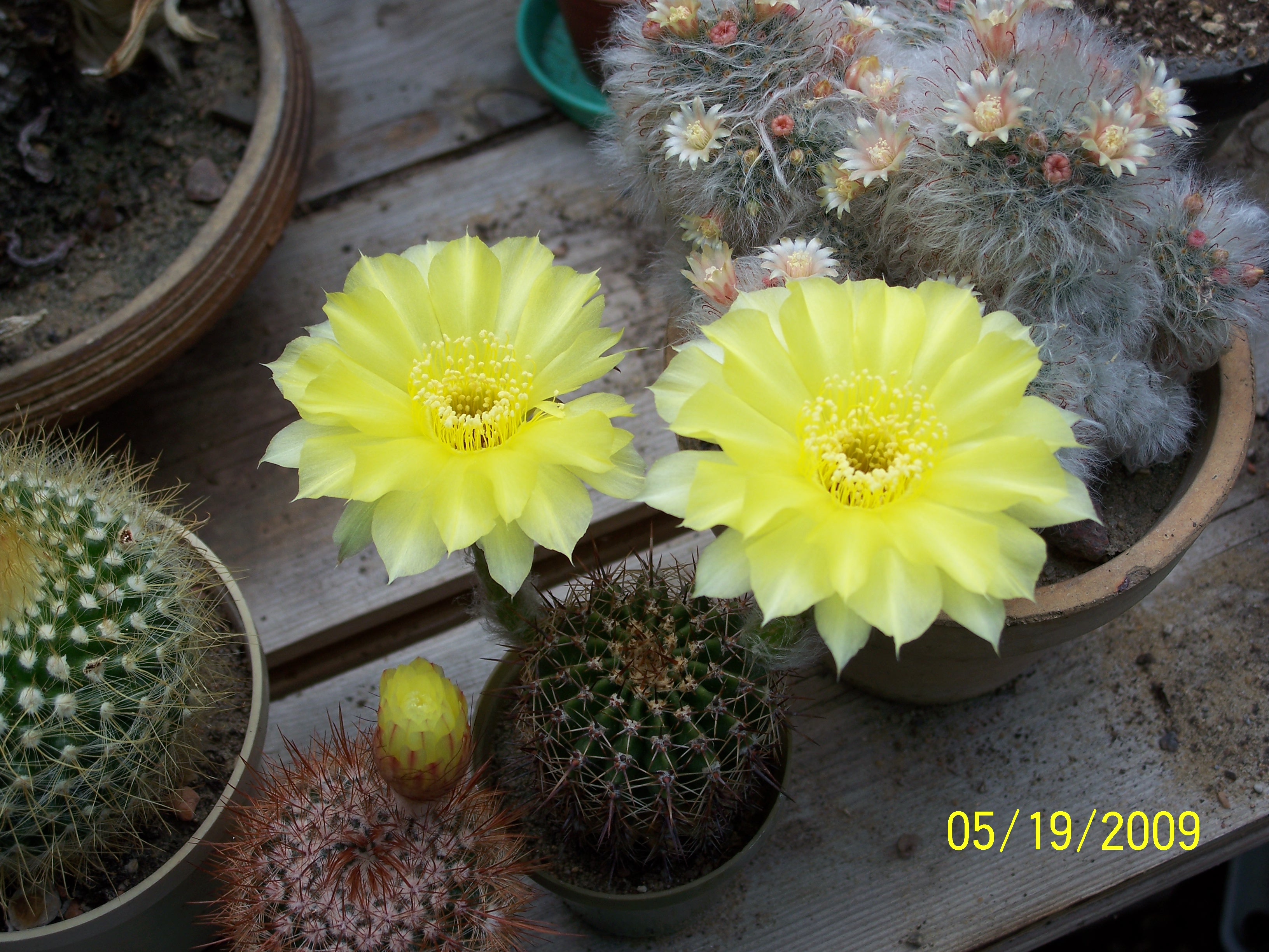 Echinopsis