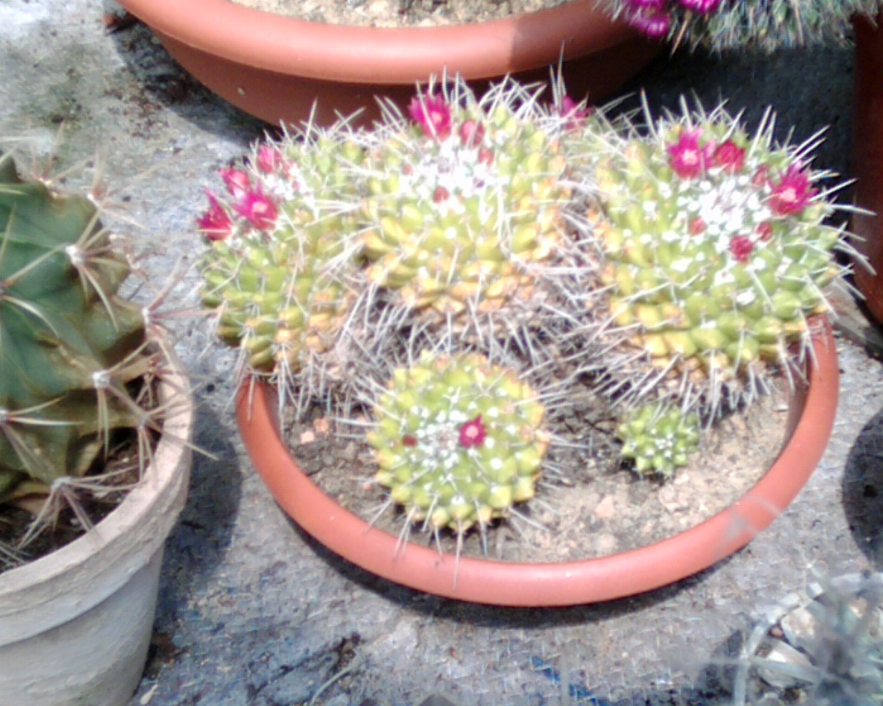 Mammillaria Gruppe