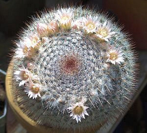 ringförmige Blüten