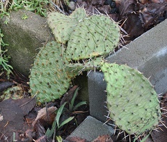 Opuntia im Garten