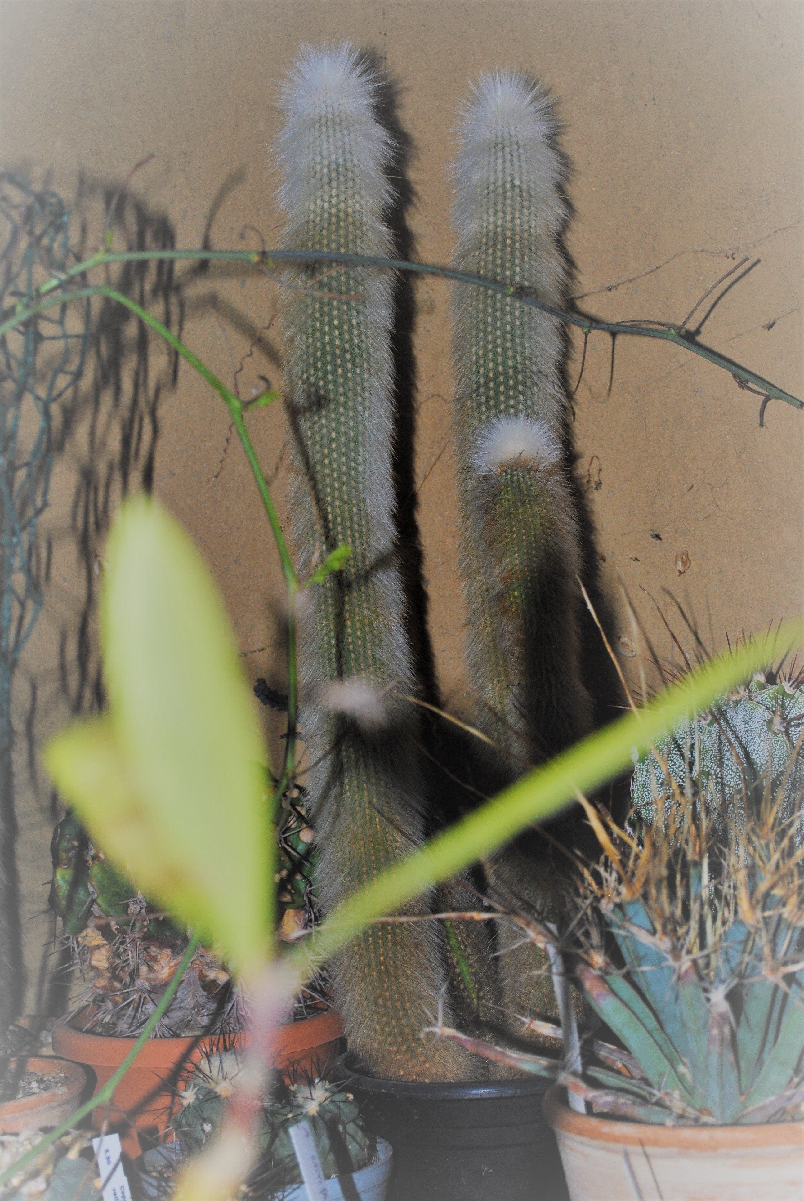 cleistocactus strausii